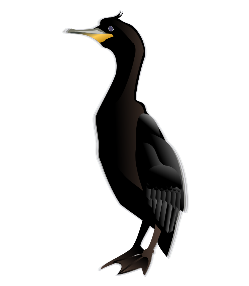 Onlinelabels Clip Art Cormorant