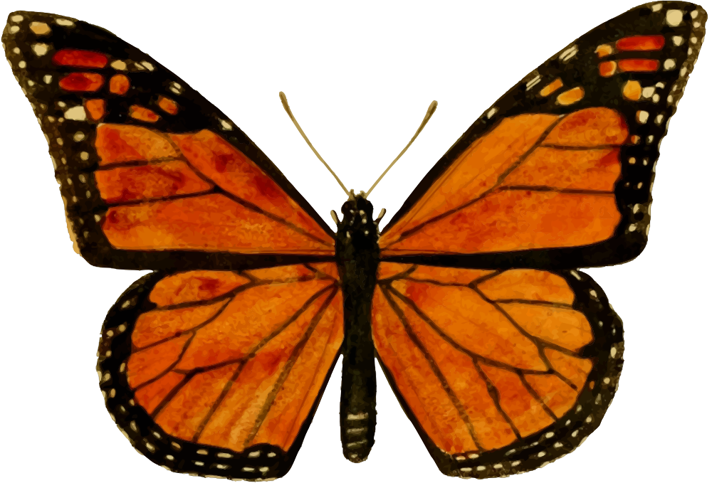 monarch caterpillar clip art