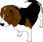 Copper the Beagle
