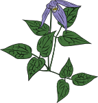 clematis occidentalis