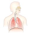 respiratory system 2