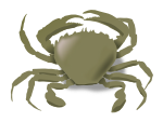 the crab