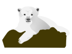knut the polar bear