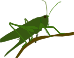 OnlineLabels Clip Art - Grasshopper