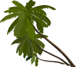 palm_trees