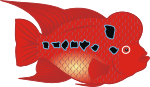 Flowerhorn Fish