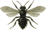 bee (Mlecle ponctue)