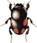 beetle (caccobius)