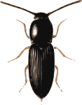 beetle (cardiophorus)