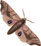 moth (smerinthus geminatus) top view