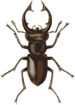 stag beetle (lucanus elephas)