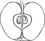 apple in cross section 1