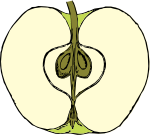 apple in cross section