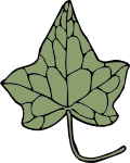 ivy leaf 5