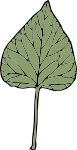 ivy leaf 6