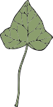 ivy leaf 7
