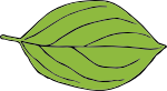 oval leaf 2