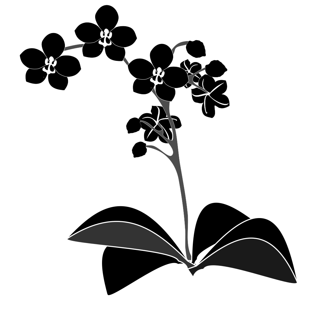 Onlinelabels Clip Art - Phalaenopsis