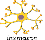 neuron-interneuron