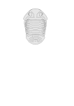 Trilobite - Asaphus