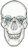 digitalized human skull