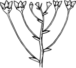 Corymb